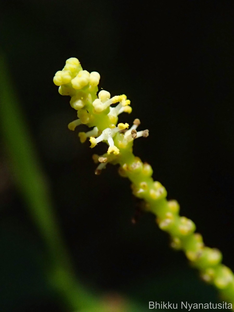 Excoecaria oppositifolia Griff.